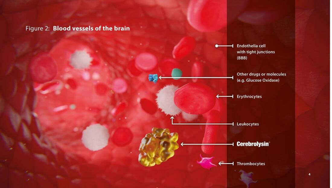 Cerebrolysin neuropeptide and amino acid composition diagram