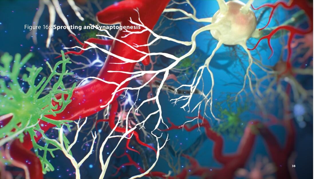 Cerebrolysin neuronal regeneration illustration