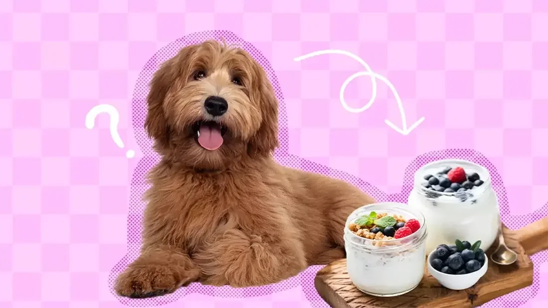 Cómo introducir el yogur probiótico de forma segura